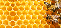 Gestion du stress et apiculture (47) Gestion du stress et apiculture (47)